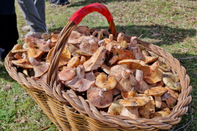 Els bolets, protagonistes