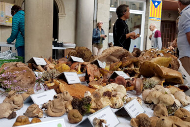L'Exposició Micològica