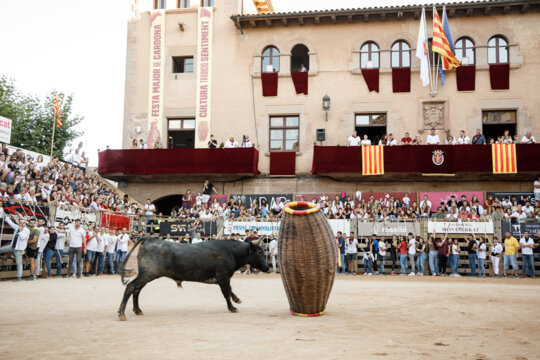 Bou embestint la cargolera