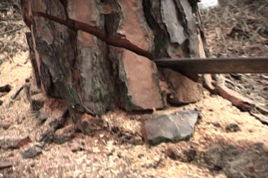 Motoserrant el tronc