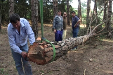 Lligant l'arbre per al transport