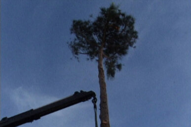 La plantada de l'arbre