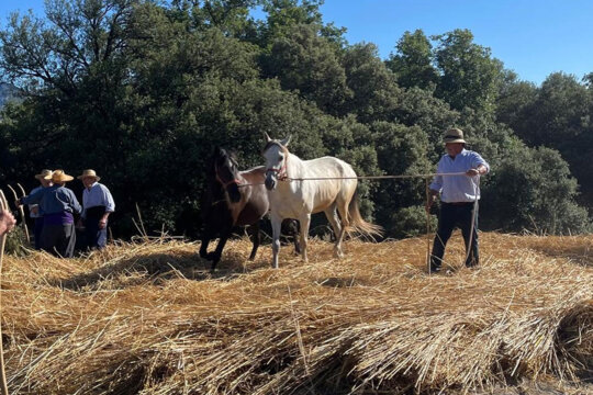Batent amb animals