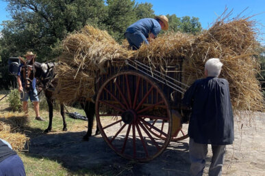 Recollint la palla