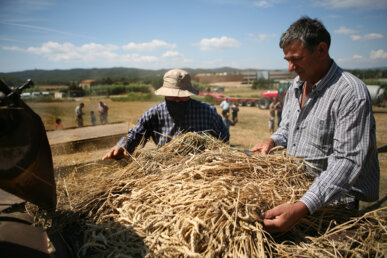 La palla s'entra manualment a la màquina que ajuda a construir el paller