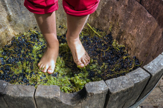 Trepitjant raïm. Foto: Oscar Rodbag