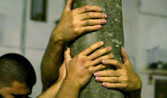 Festes de l'arbre