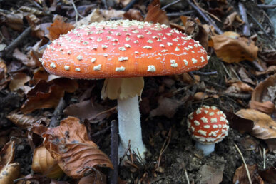 L'amanita muscaria, bolet màgic. Foto: Manel Carrera i Escudé
