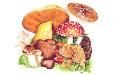 Bolets. Dibuix d'Agustí Boix