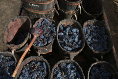 Portadores carregades amb raïm