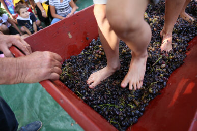 Aixafada de raïm a Banyuls