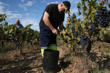 Veremadors a l'Empordà