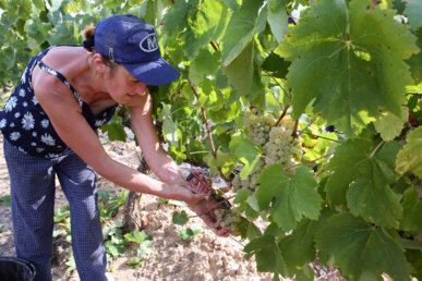 Una veremadora al Penedès