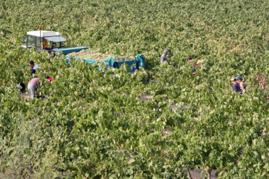 Les vinyes s'omplen de veremadors