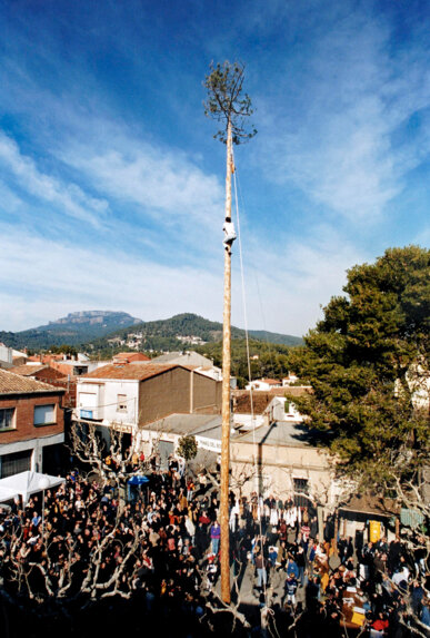 Un altíssim pi és el centre de la festa. Foto: Miquel Badia