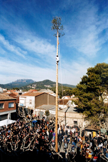 Un altíssim pi és el centre de la festa. Foto: Miquel Badia
