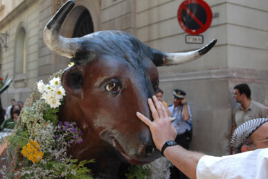 El bou al Seguici Popular