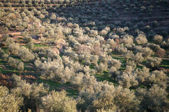 Oliveres al Priorat
