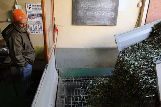 Arribada de les olives al molí