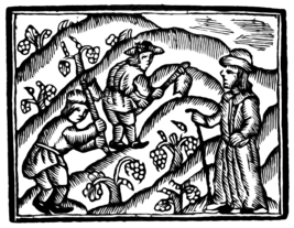 Viticultura