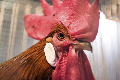 Un gall de Pota Blava