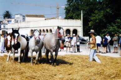 Demostració del batre amb animals, l'any 1998