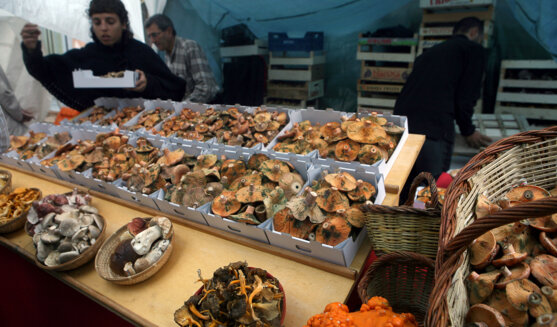 Fira del bolet a Llagostera