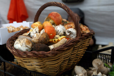 Cistell ple de bolets