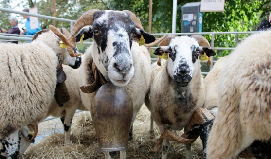 Fira de Santa Teresa i fira catalana de l'ovella
