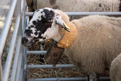 La raça ripollesa és autòctona de Catalunya