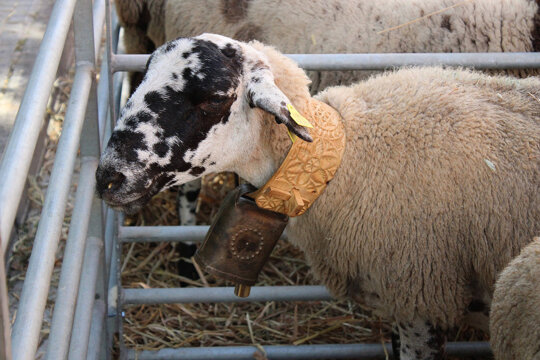 La raça ripollesa és autòctona de Catalunya