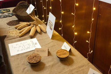 Blat de moro escairat