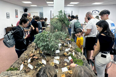 L'Exposició de Bolets