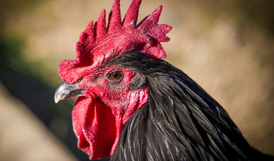 Fira del gall de Vilafranca del Penedès