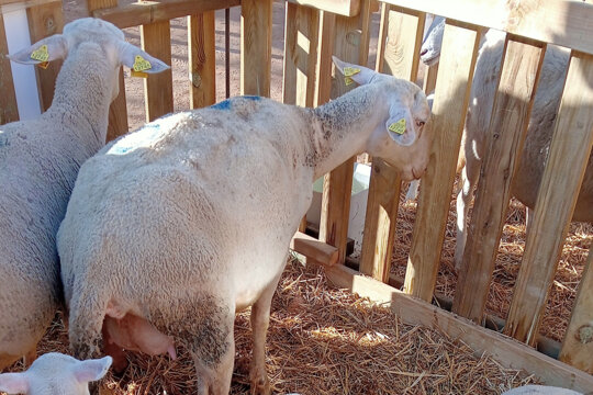 Animals en exposició