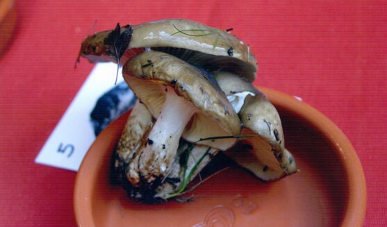 Fira de la llenega a Cardona