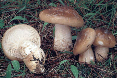 Les llenegues, protagonistes