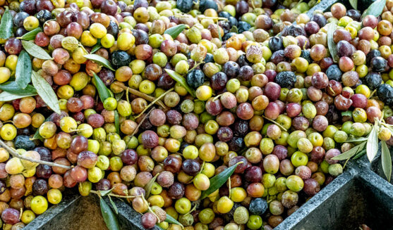 Fira de l'oli verd de Maials