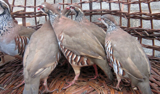Fira de la perdiu a Vilanova de Meià