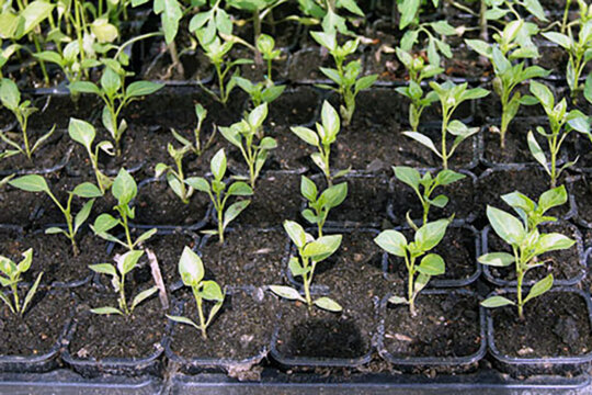 Planter per l'hort