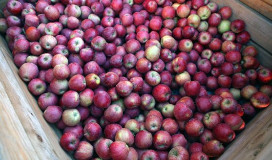 Fira de la Poma de l'Armentera