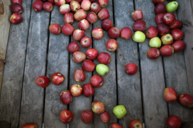 La poma, protagonista