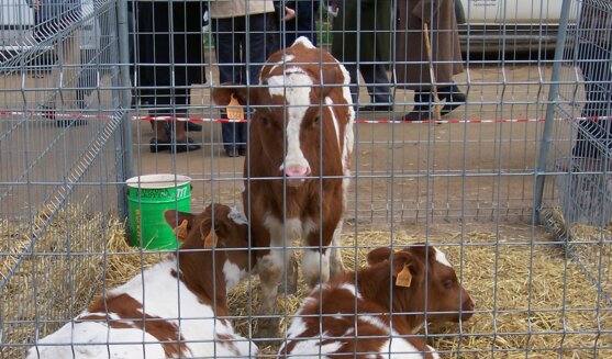 Fira de Santa Llúcia a Sant Feliu de Pallerols