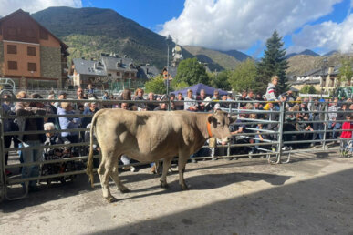 La vaca bruna del Pirineu