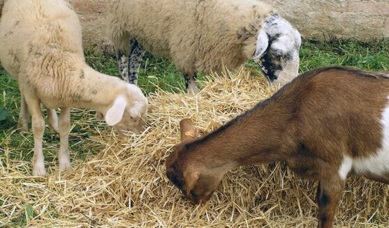 Fira de Sant Galderic a Rubí