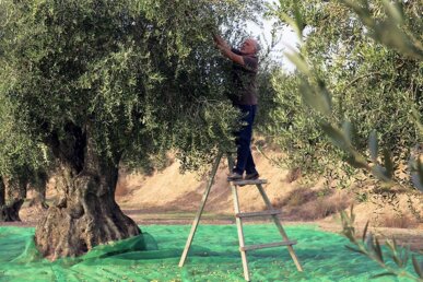 Recollida manual de les olives