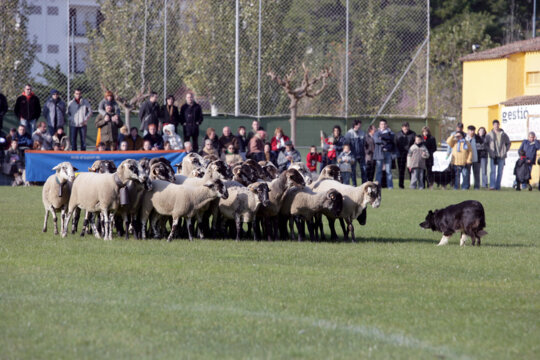 El concurs Campionat de Campions