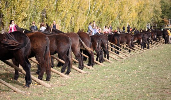Fira de Sant Martirià de Banyoles