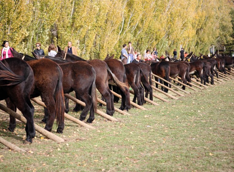 Fira de Sant Martirià de Banyoles