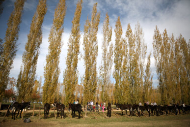 Exposició de bestiar